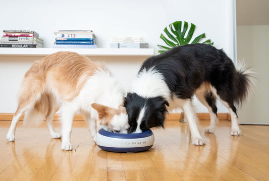 Why Pet Owners Are Raving About Torus Pet Water Dispensers and Filters
