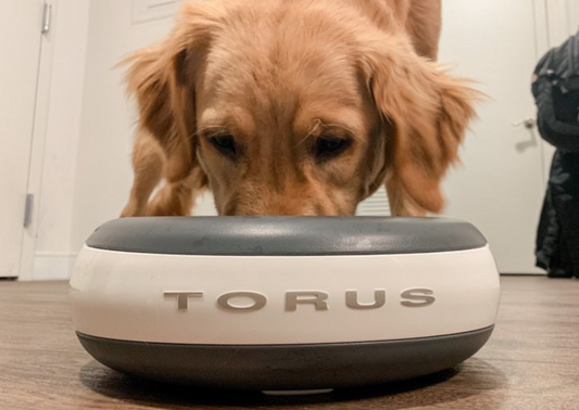 Is Your Dog Struggling with Hydration like Max?