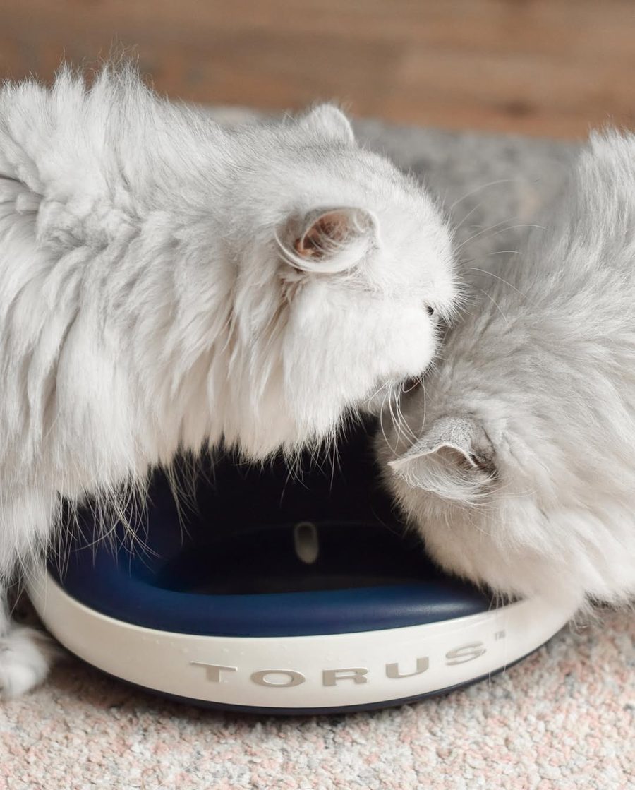Two long-haired white cats drinking together from a Torus MINI water dispenser