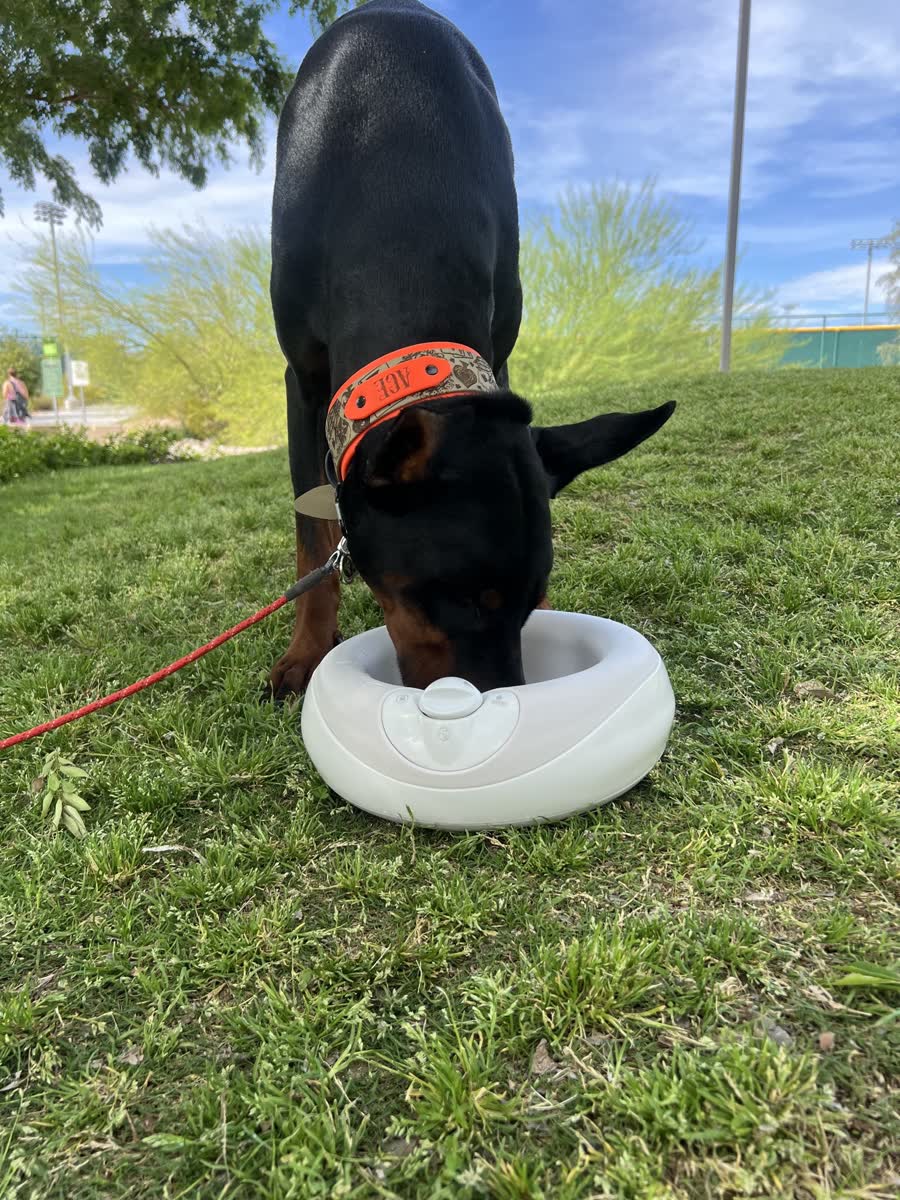 Doberman on a lead drinking from a Torus MAXI water dispenser in a park