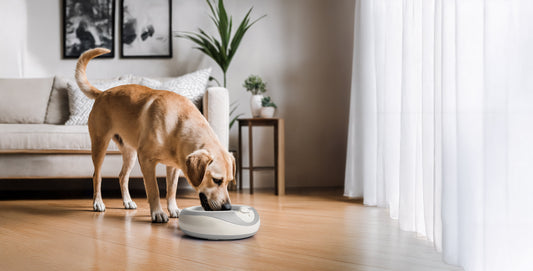 The Psychology of Pet Hydration: What Your Pet’s Drinking Habits Say About Them