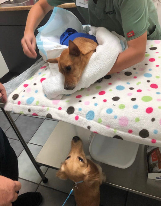 It's Doomsday! It's liver surgery time!! Part 2