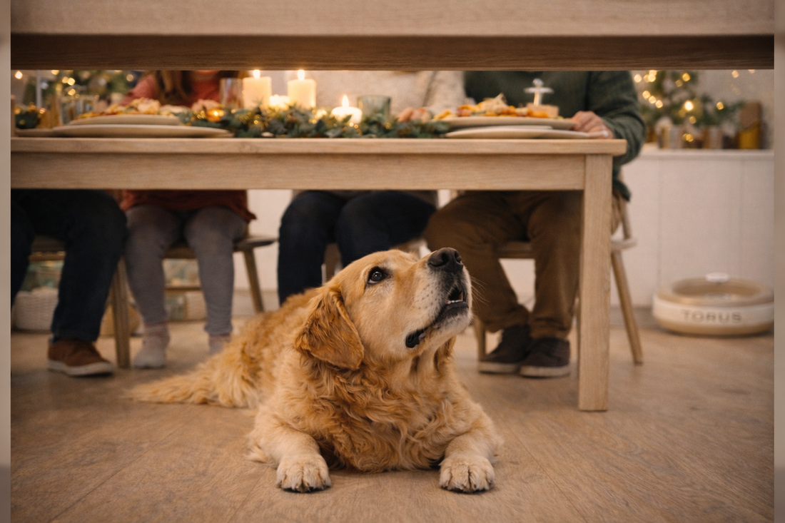 Paws, Plates and Festive Adventures