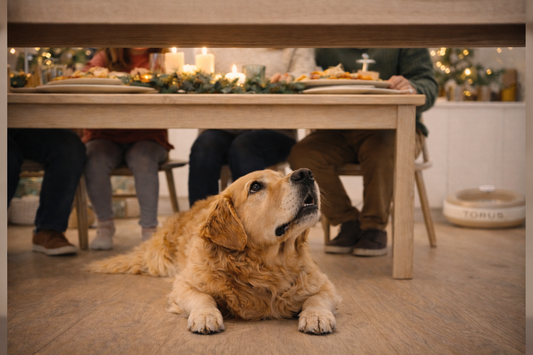 Paws, Plates and Festive Adventures