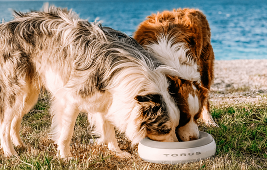 The Best Filtered Travel Water Bowl for Dogs: Mobile Hydration in 2026