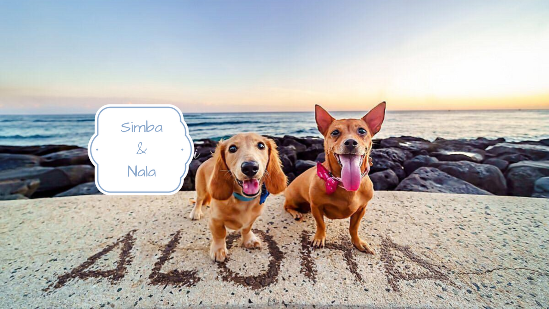 The Secret Life of a Sugar Baby                                                         (A tale of a newly diabetic dog named Nala and her trusty sidekick Simba).