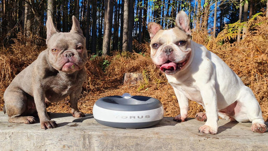 The Best Portable Water Bowl for Dogs in 2025? What the Pet Industry Says About TORUS