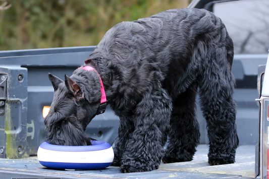 The Smarter Way to Hydrate Your Pet - A complete guide to the Torus Pet water dispenser range