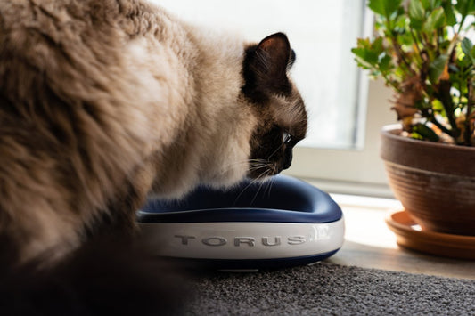 Solving Cat Water Intake Problems for Better Health