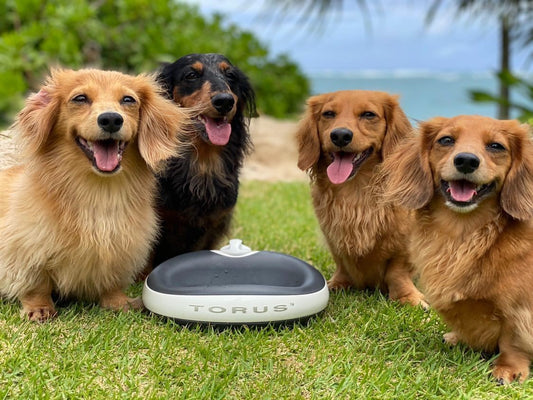 Beyond the Spaniel Bowl: Intelligent Hydration for Long-Eared Dogs in 2026