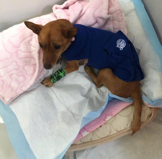 It's Doomsday! It's liver surgery time!!