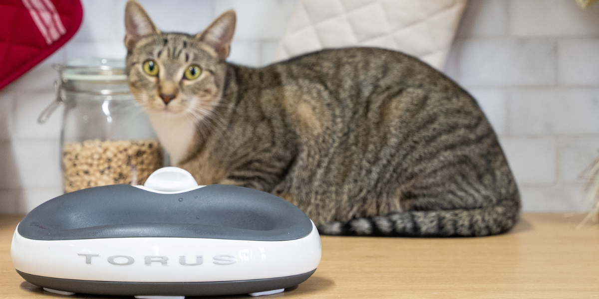 Filtered sales dog bowl