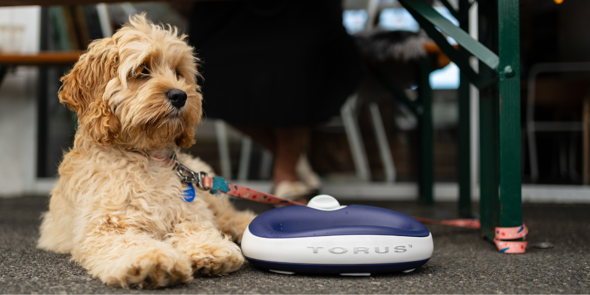 Torus dog bowl best sale