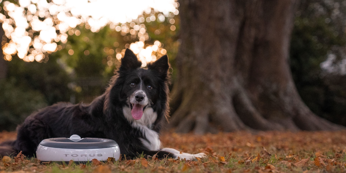 Antimicrobial hot sale dog bowl