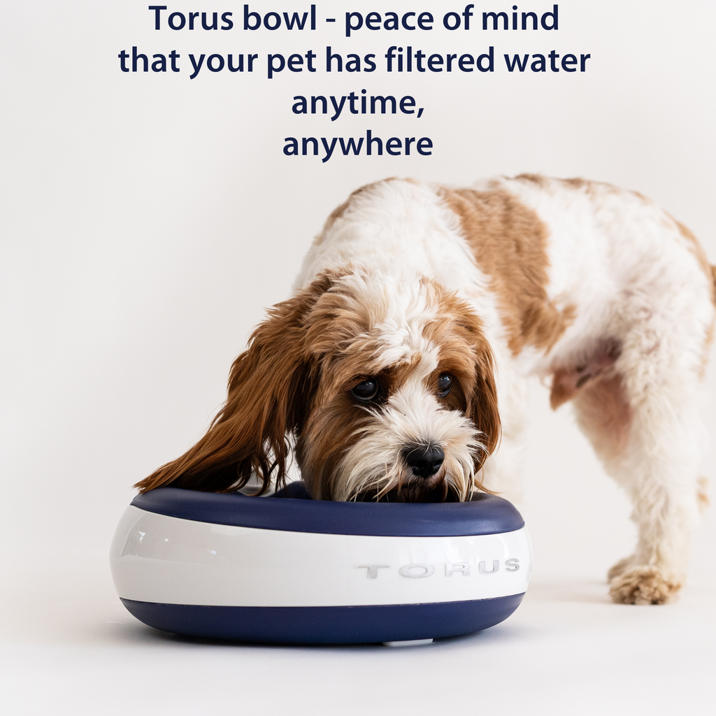 TORUS MAXI Filtered Water Bowl 2 Liter 1 2 Gallon BLUE for