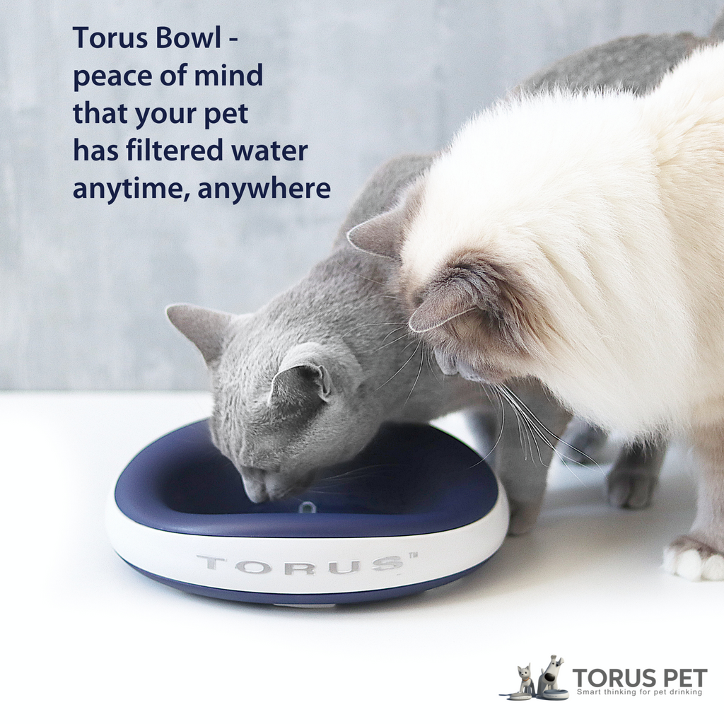 Heyrex torus online pet water bowl